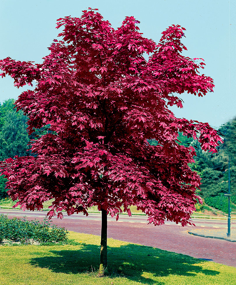 Érable plane 'Crimson King'